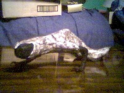 lizzard.jpg